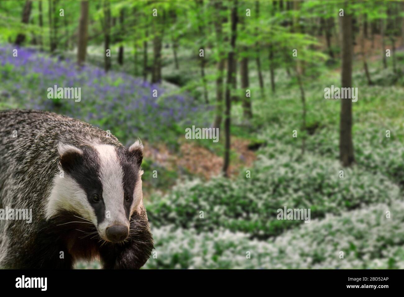 Europäischer Dachs (Meles meles), der im Frühjahr im Buchenwald mit Bläuzchen und wildem Knoblauch in Blumen wütet. Digitale Verbundwerkstoffe Stockfoto