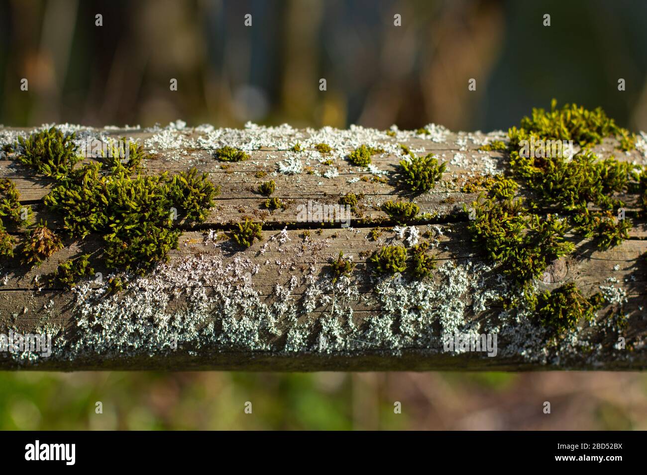 Nahaufnahme von altem Holzgeländer mit grünem Moos und weißen und gelben Flechten Stockfoto