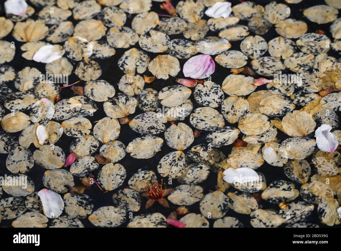 Traurig aussehende getrocknete Sakura-Blumenblätter als Hintergrund Stockfoto