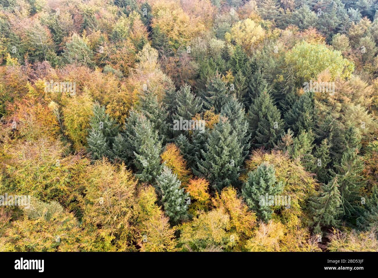 Luftaufnahme des Mischwaldes im Herbst Stockfoto