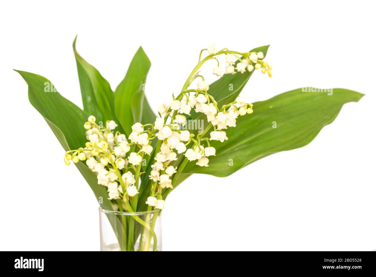 Blumenstrauß aus Maiglöckchen Blüten auf weißem Hintergrund. 1. Mai, Tag der Arbeit Symbol Stockfoto