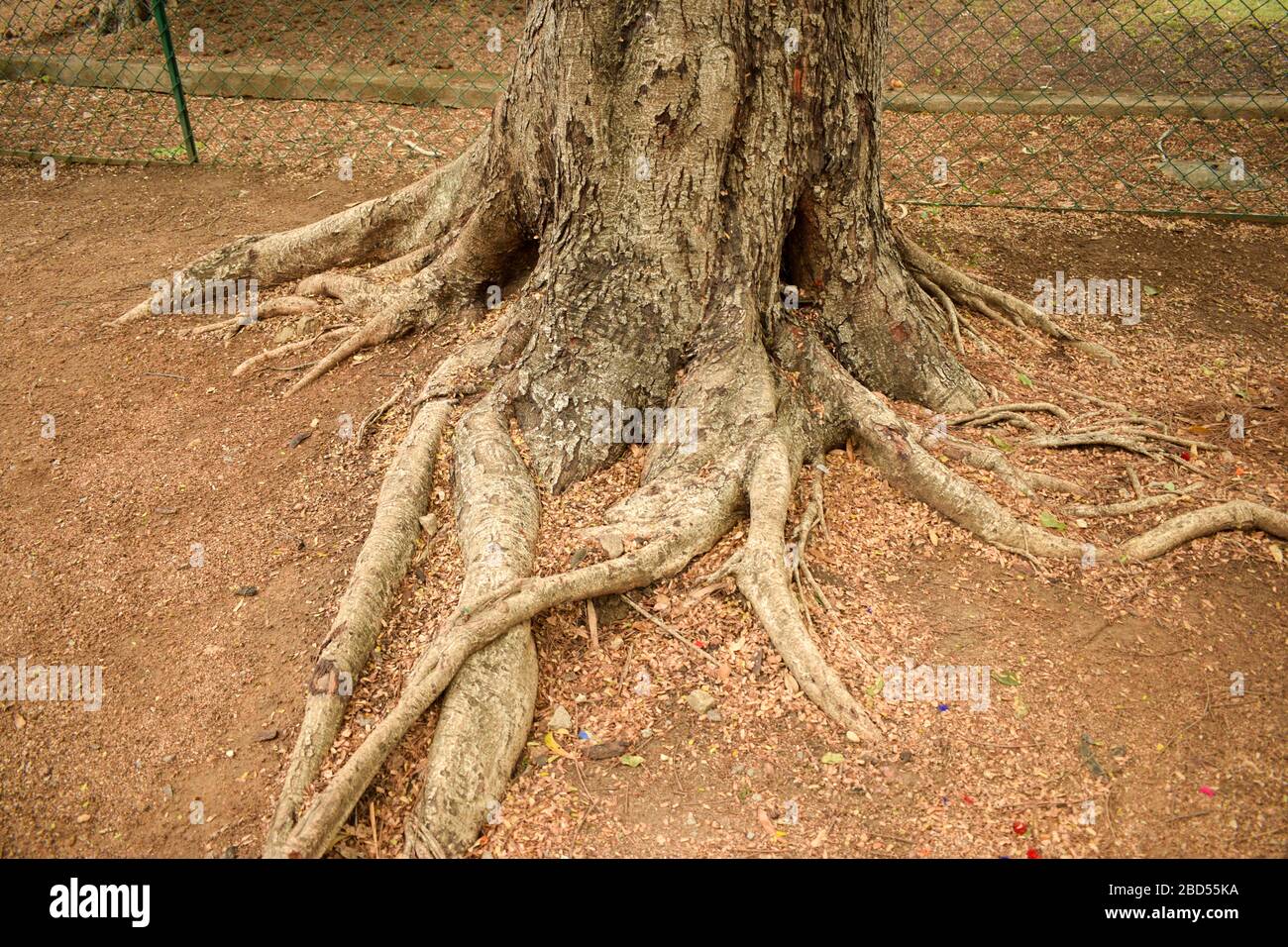 Natürliche Wurzeln Von Großbaumabinten Im Dschungel/Wald Bild Der Stock-Fotografie Stockfoto