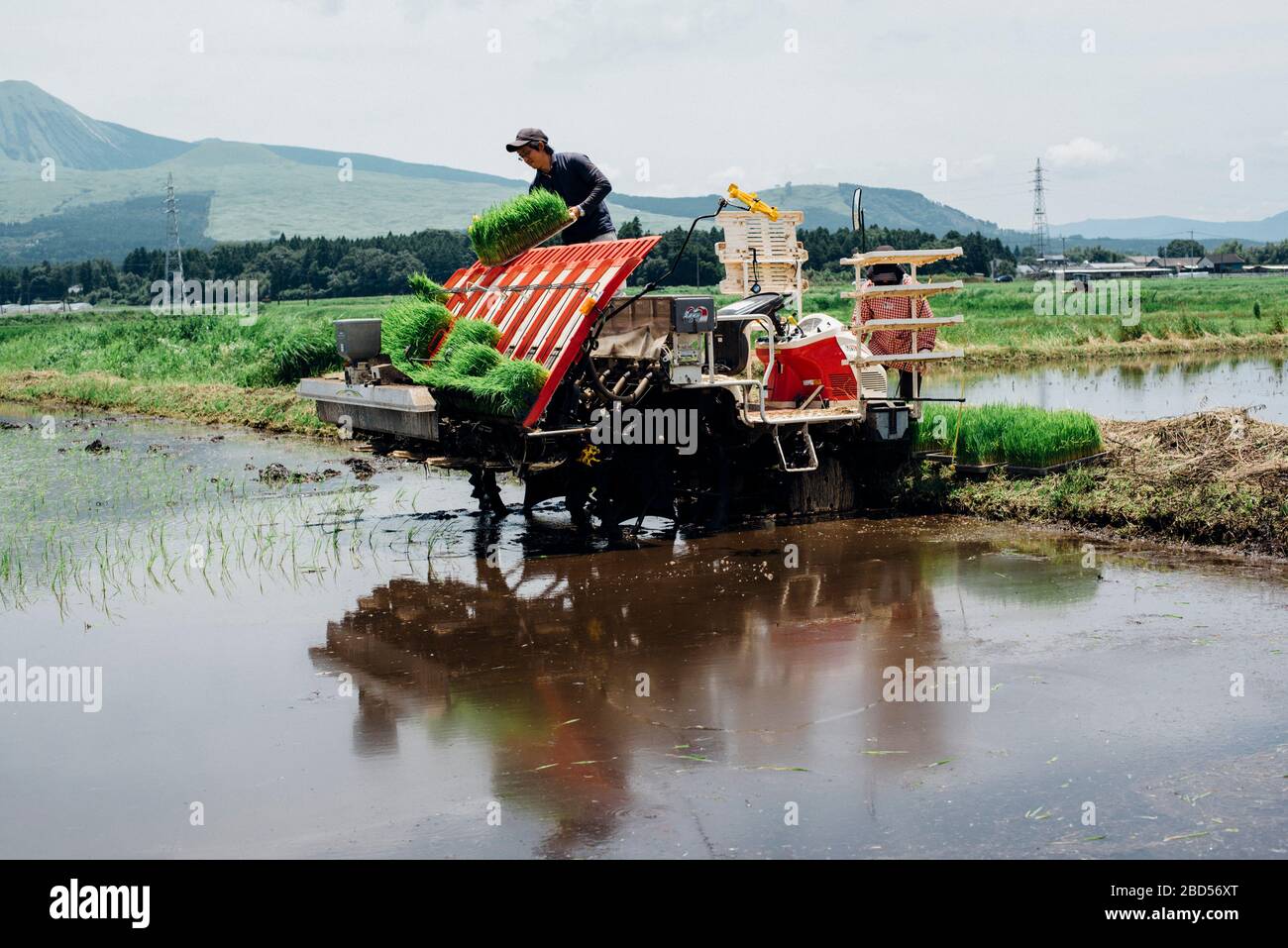 Reisanbau in Kumamoto, Japan Stockfoto