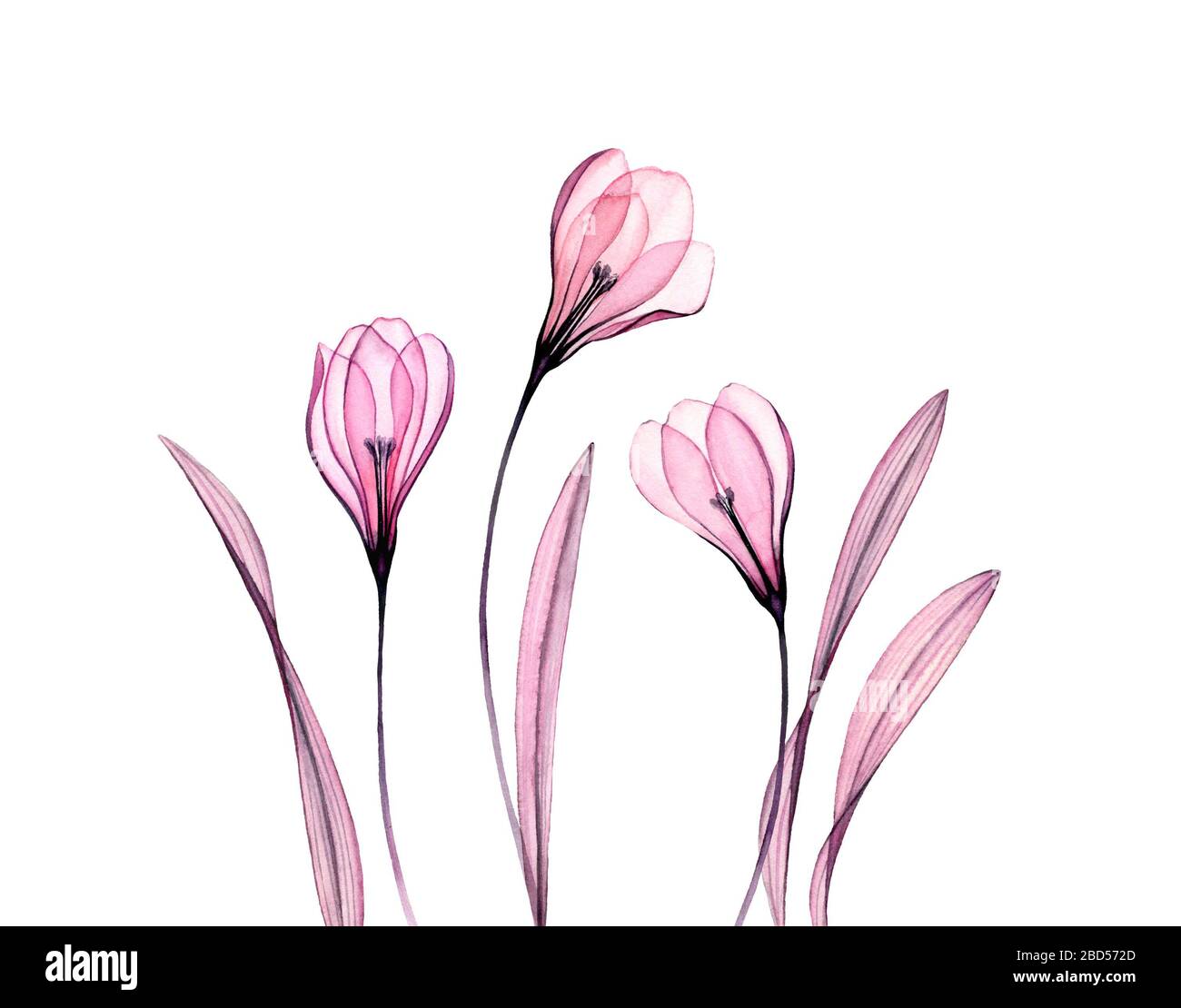 Aquarell Crocus Blumen. Drei Pflanzen isoliert auf Weiß. Handbemaltes Blumenmuster mit transparenten Blumen. Botanische Illustration für Karten Stockfoto