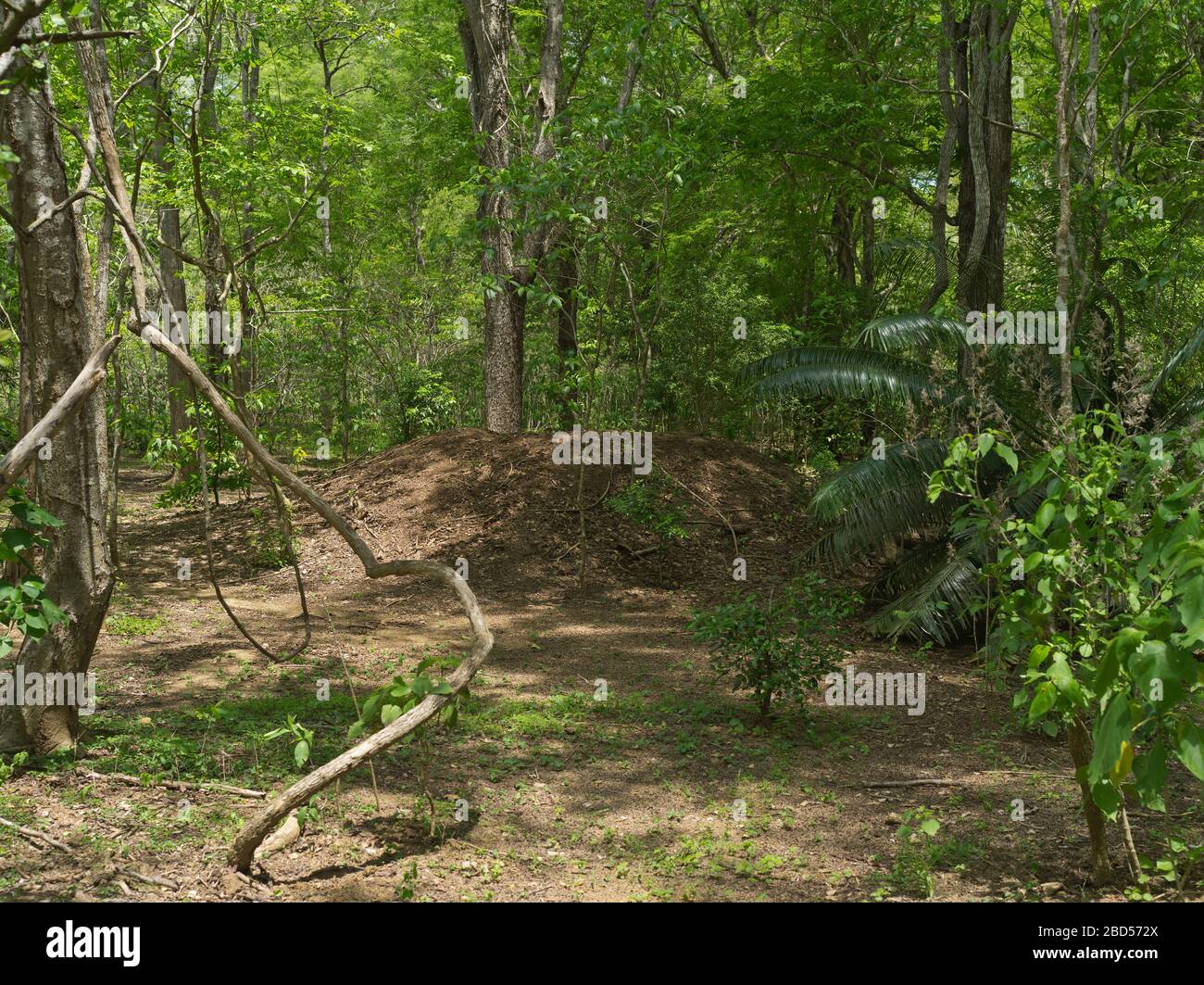 dh Tamarind Forest KOMODO INSEL INDONESIEN Komodo-Drachen nisten Hügel UNESCO-Weltkulturerbe Drachen Nationalpark südost-asien Stockfoto