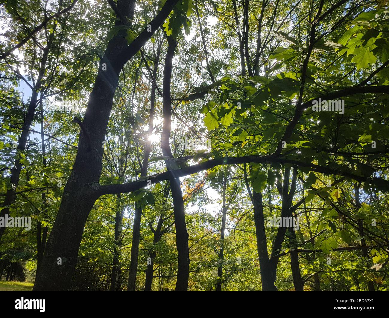 Baumkronen in einem Sommerwald. Stockfoto