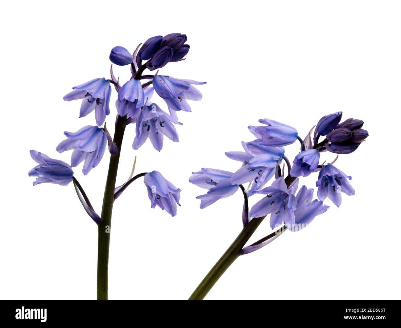 Blau verdorrte weiße und blau gestreifte Frühlingsblumen der spanischen Blautöcke, Hyacinthoides hispanica, auf weißem Grund Stockfoto