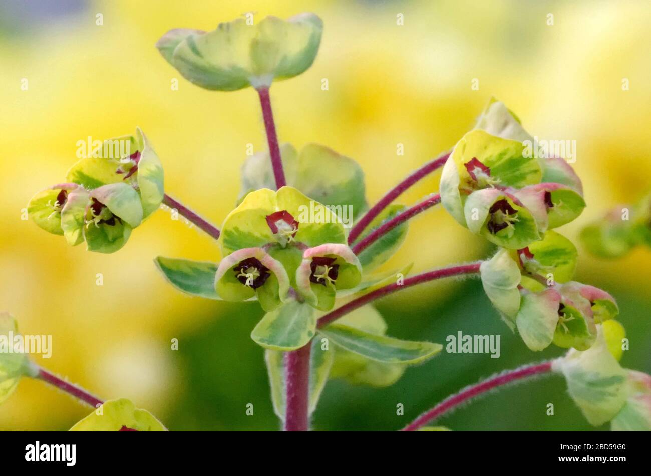 Euphorbia characias, blühender Drang im Frühjahr vor einem verschwommenen grün-gelben Hintergrund Stockfoto