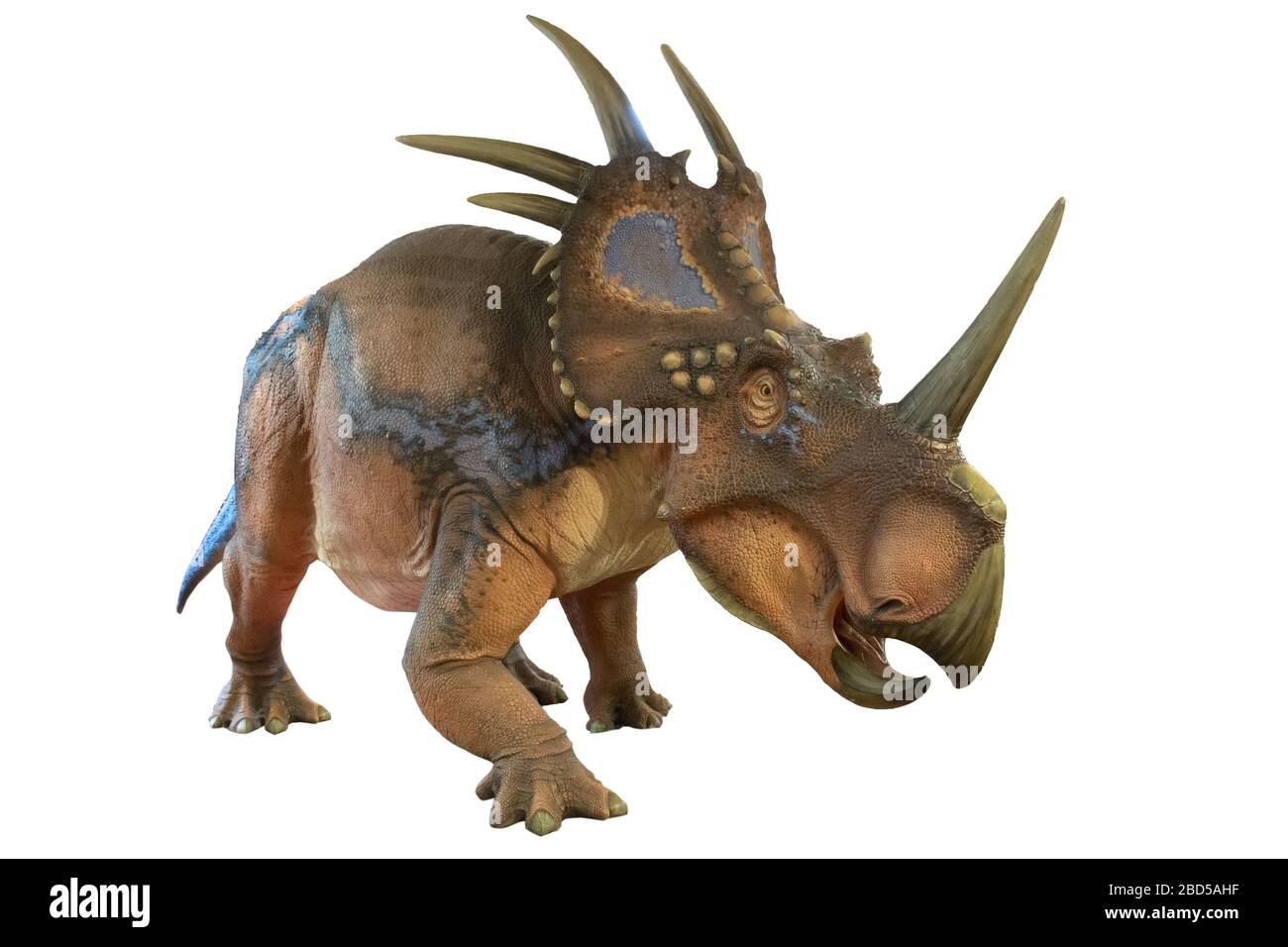 Portrait von styracosaurus auf weißem Hintergrund. styracosaurus ist ein Pflanzenfresser Dinosaurier der Kreidezeit gelebt Stockfoto