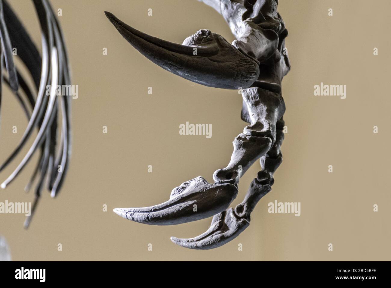 Dinosaurier dino Fotos und Bildmaterial in hoher Auflösung Alamy