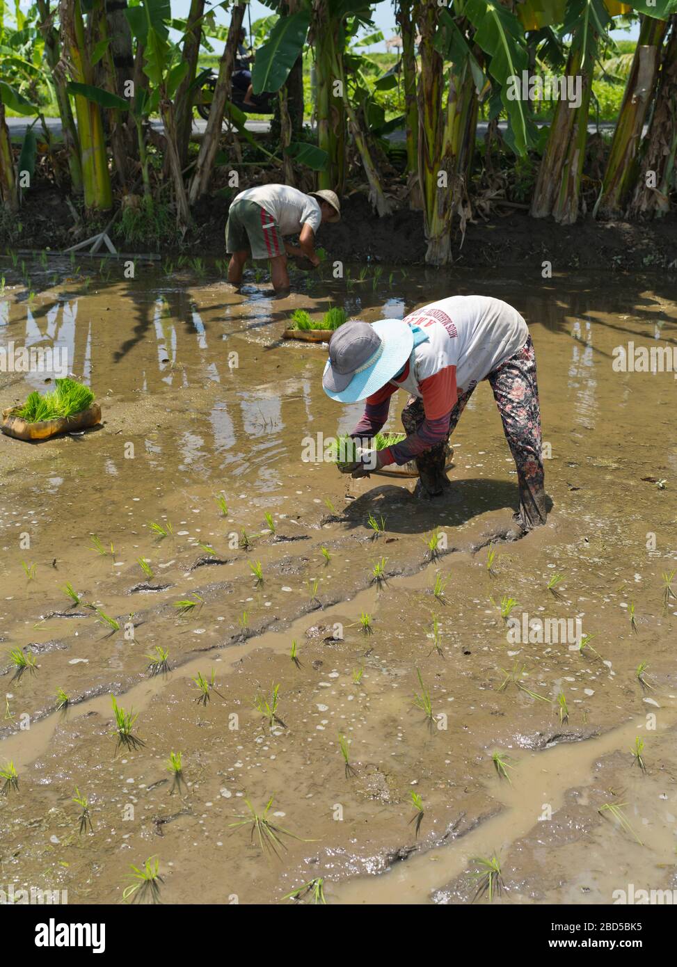 dh Einheimische Balinesen BALI INDONESIEN Pflanzen Reis in Reisfeldern Feld asien Frau indonesisch Südosten asiatische Farmarbeiter Arbeiter Felder Person Arbeiter Stockfoto