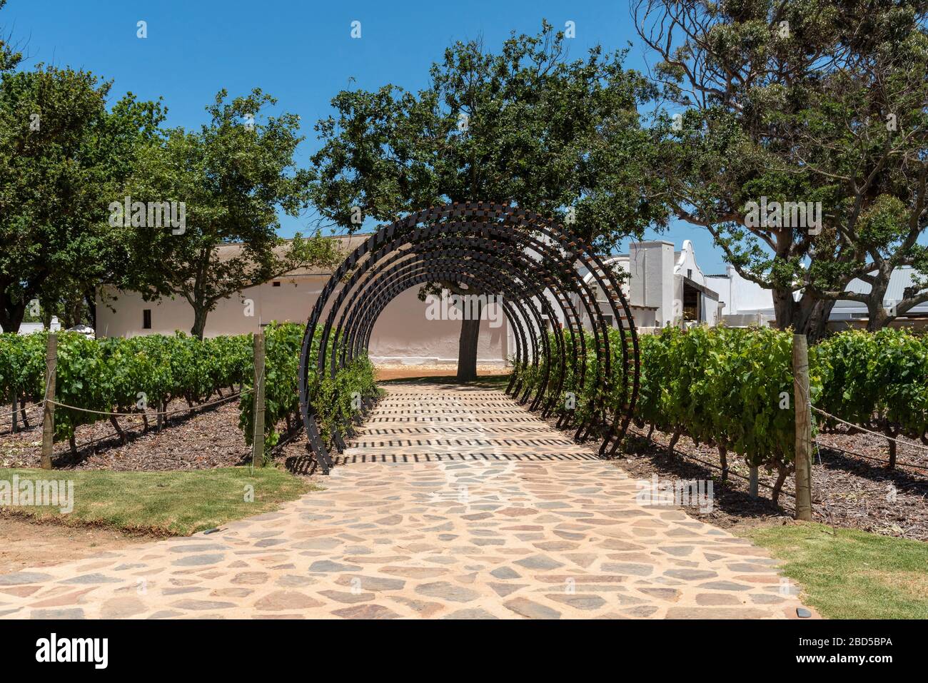 Stellenbosch, Westkaper, Südafrika. 2019. Sommerreben und Torbögen, die einen Fußweg auf dem Weingut Vergenoegt bei Stellenbosch, Südafrika, abdecken Stockfoto