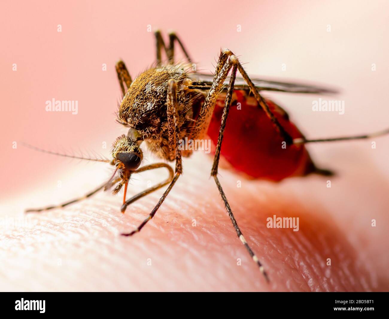 Gefährliches Zika Infiziertes Mückengebiss. Leishmaniasis, Enzephalitis, Gelbfieber, Dengue, Malaria-Krankheit, Mayaro oder Zika-Virus infektiöses Culex Stockfoto