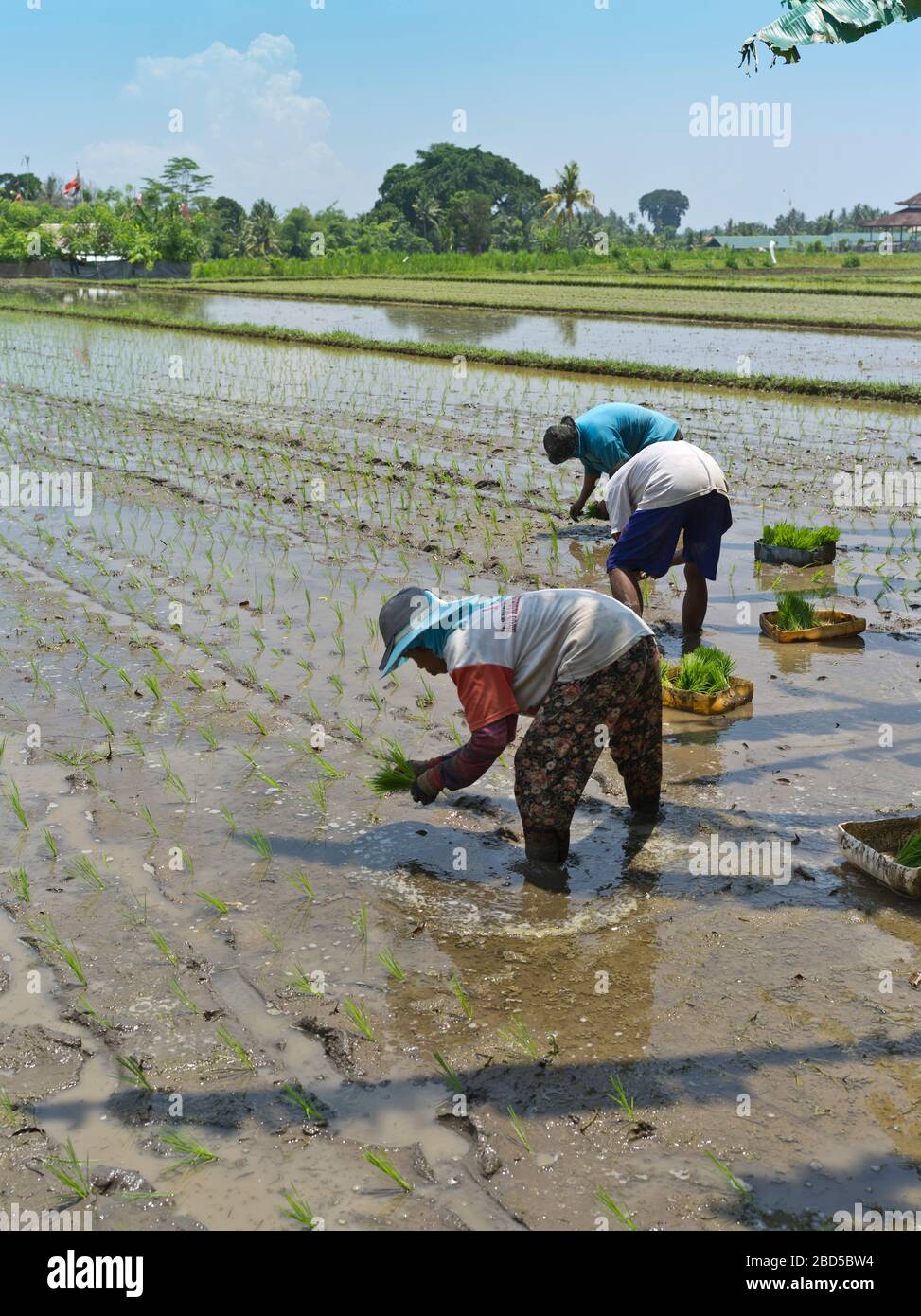 dh Lokale balinesische Arbeiter Menschen BALI INDONESIEN Pflanzen Reis in paddy Feldarbeiter Landwirtschaft Felder Paddies indonesische Frau südost asien Frauen Stockfoto