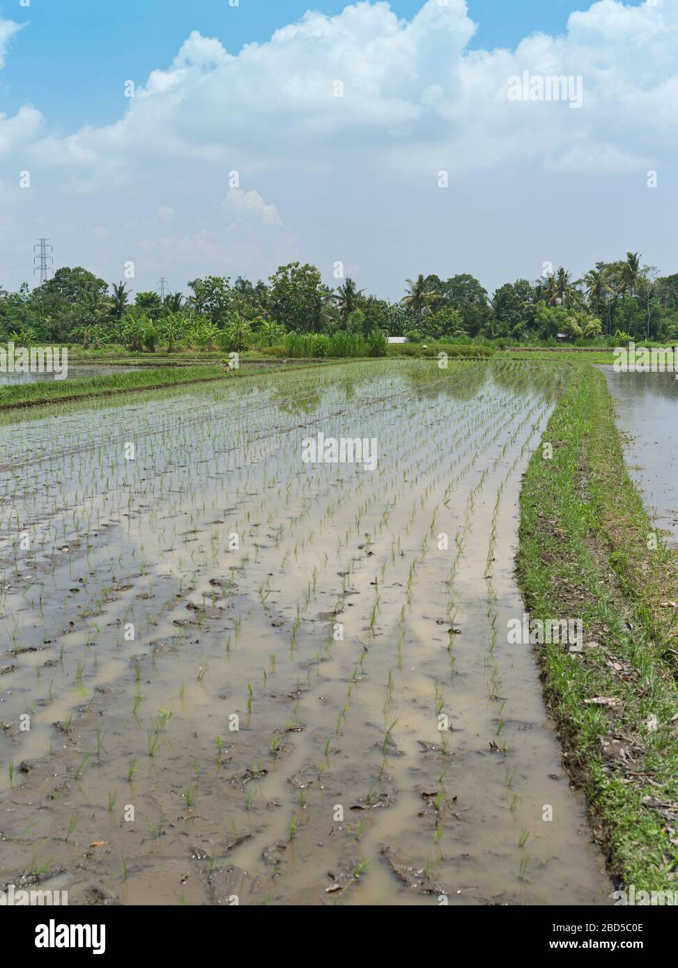 dh Balinesischen Felder gepflanzt Reis BALI INDONESIEN in nassen Paddy Feld Landwirtschaft Ernte Paddies asien indonesischen Kulturen Stockfoto