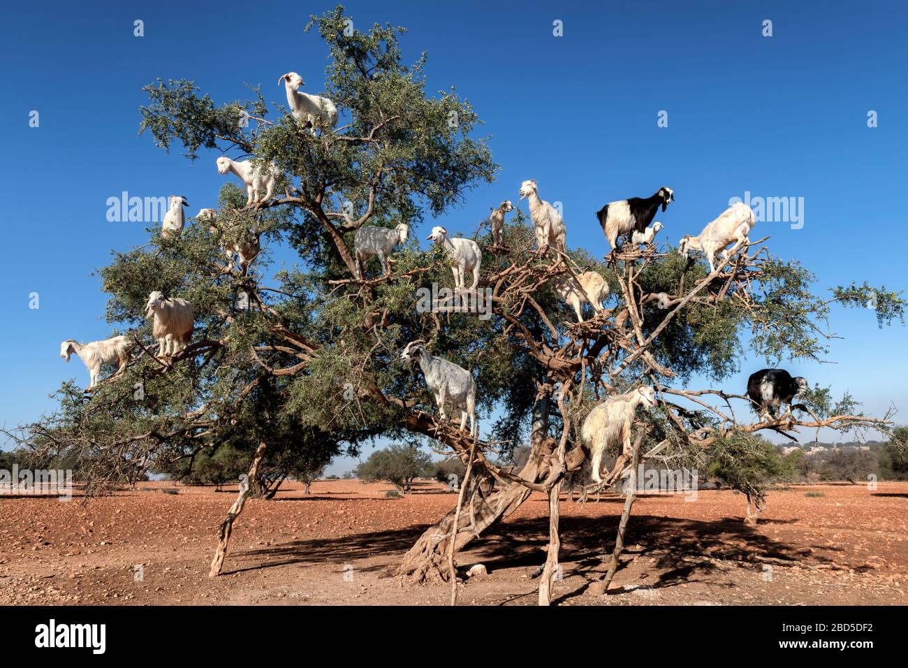 Weiße Ziegen an einem Arganbaum, die Blätter essen, Essaouira, Marokko. Stockfoto