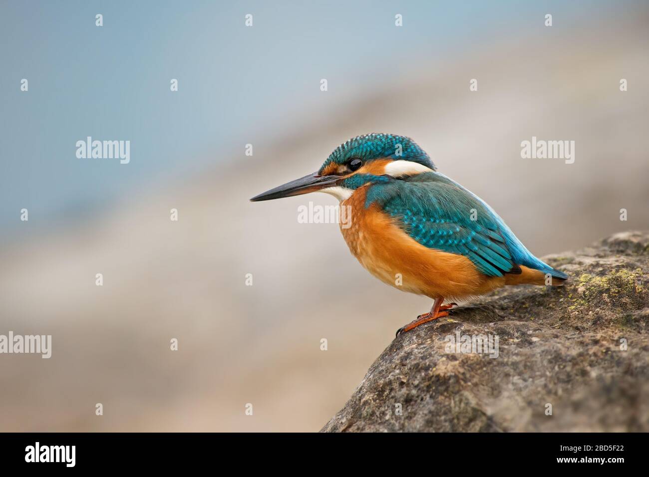 Gemeinsamer Kingfisher - Alcedo atthis, schöner kleiner blauer Vogel aus Flüssen und Seen, auf dem Felsen in der Nähe des Wassers, Schweiz. Stockfoto