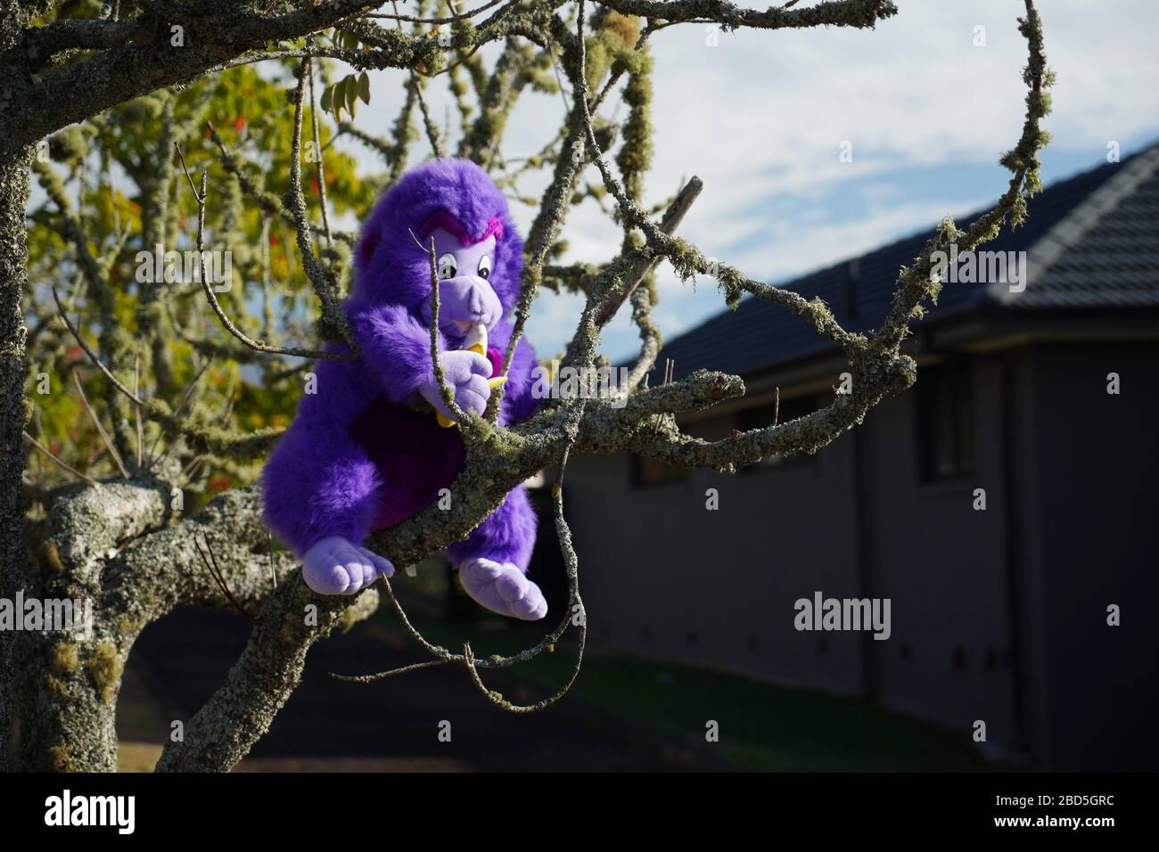 Orakei, Auckland/Neuseeland - 7. April 2020: Lila Affe in einem Baum vor einem Haus als Teil der neuseeländischen Bärenjagd, um Kinder zu unterhalten Stockfoto