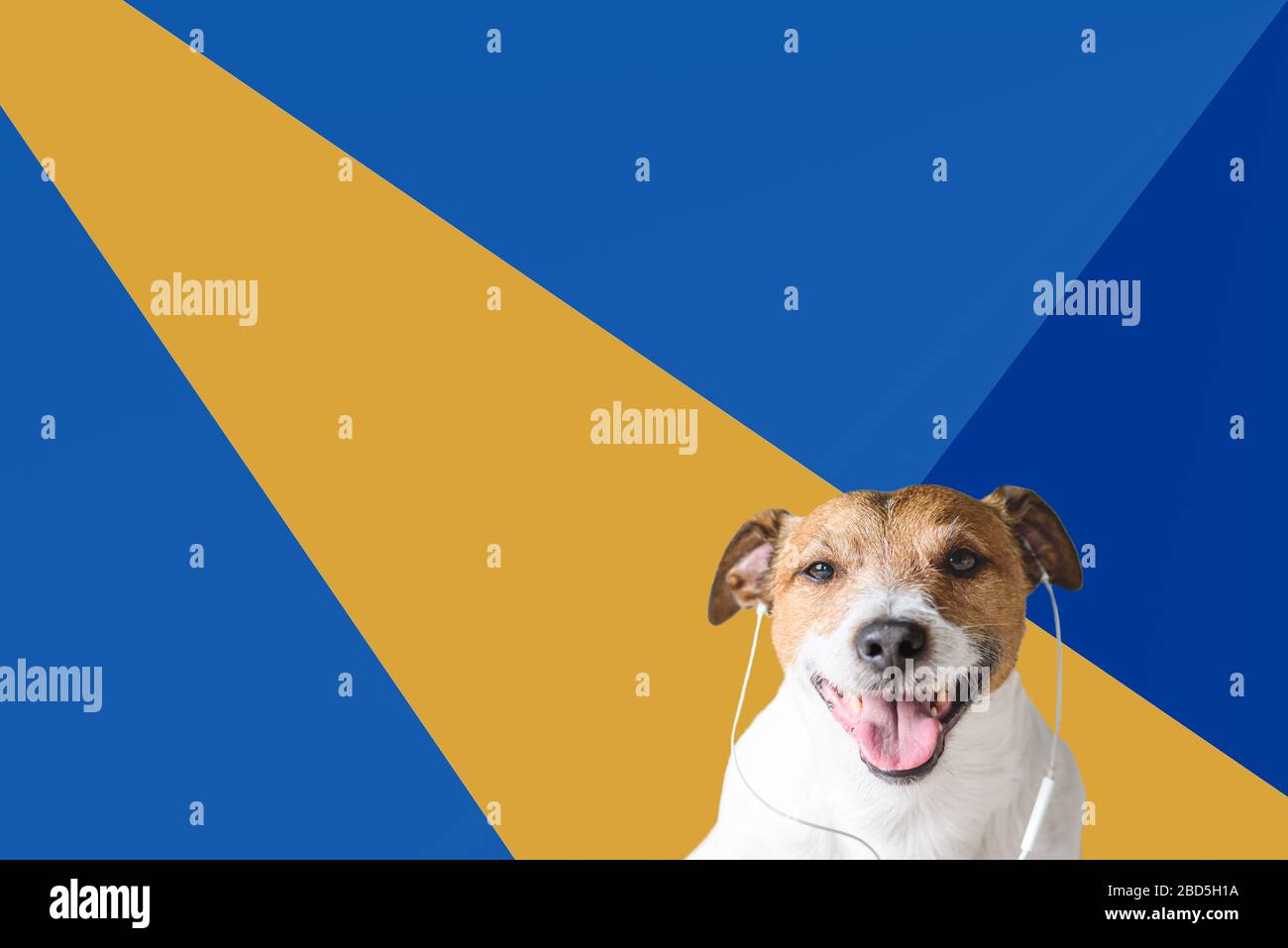 Happy Dog mit Ohrhörern, die beliebte Musikplaylist über Streaming-Service hören Stockfoto