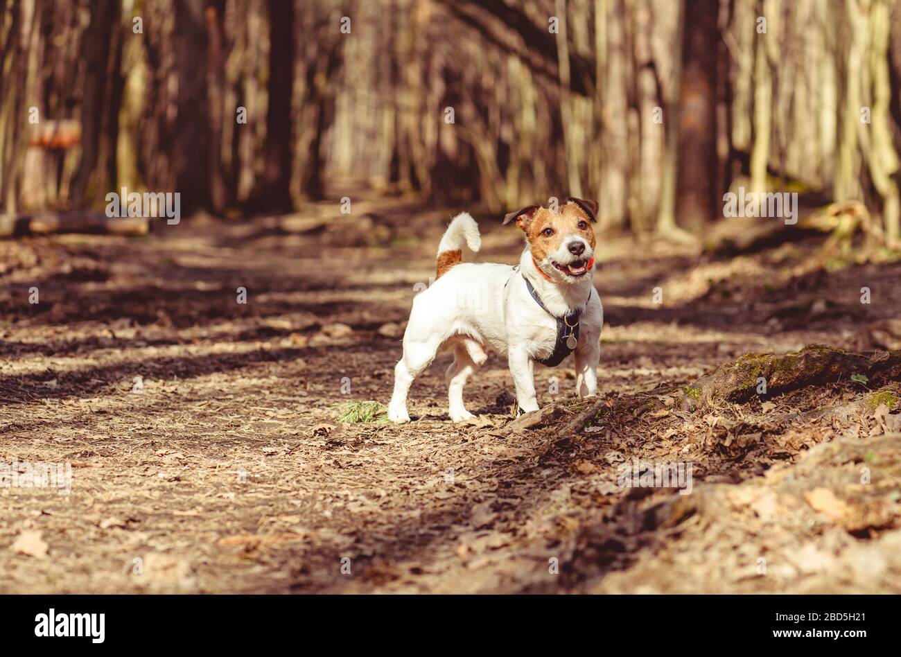 Hund im leeren Frühlingspark allein an der Leine am sonnigen Tag spazieren gehen Stockfoto