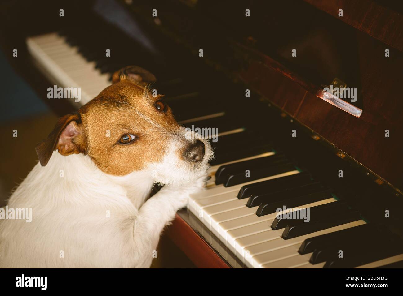 Bleiben Sie zu Hause - lernen Sie neues Geschicklichkeitskonzept mit Hundetraining, um Musik auf Klavier zu spielen Stockfoto