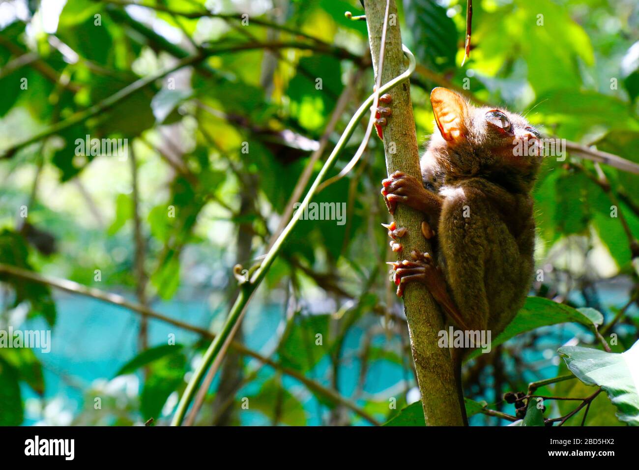 tarsier-Affe im Regenwald von bohol auf den Philippinen Stockfoto