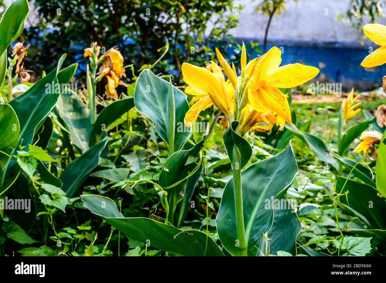 Milde gelbe Farbe Calla Lilie Arum-lie, gehebselte mehrjährige Gänseblümchen im Sommer in voller Blüte. Duftende zitronengelbe Blumen an den Enden o Stockfoto