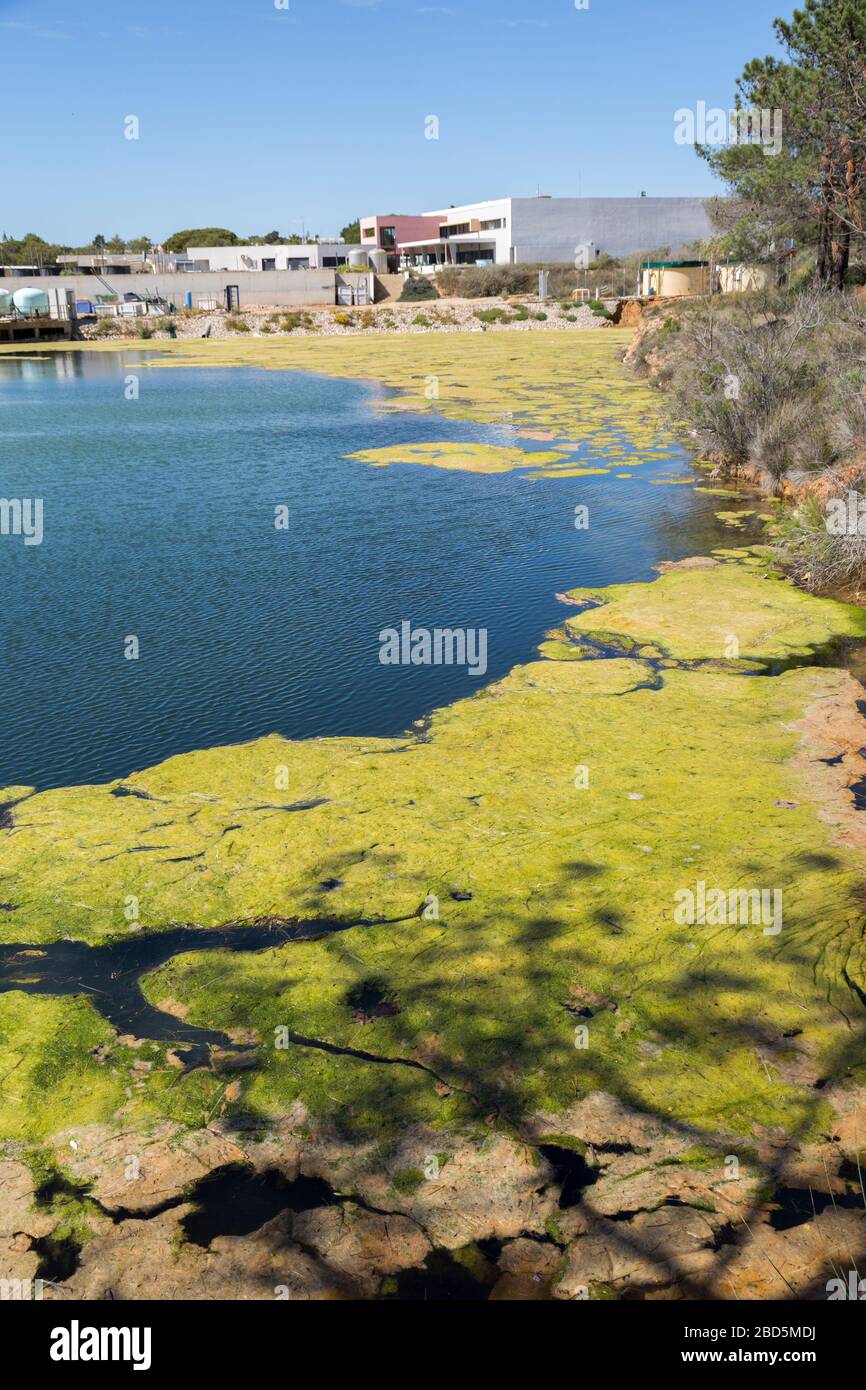 Grüne Schleimalgen auf Wasser, wahrscheinlich durch Phosphatverschmutzung, Quinta de Marim, Naturpark Ria Formosa, Algarve, Portugal Stockfoto