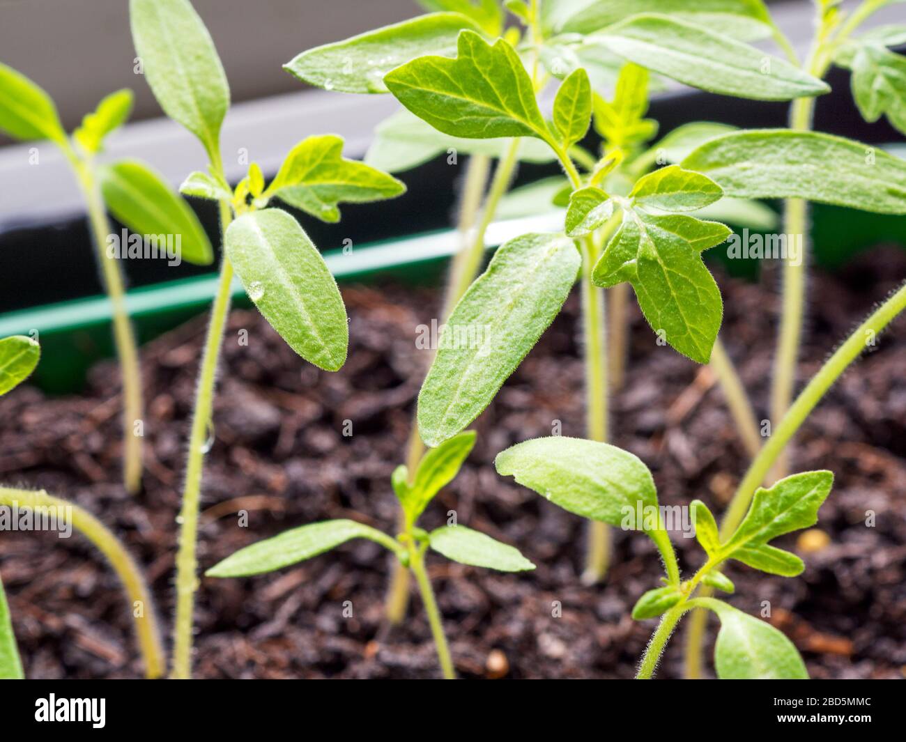 Tomatensämlinge, die bereit sind, in einer Saatschale auf einer Fensterbank auszustechen Stockfoto