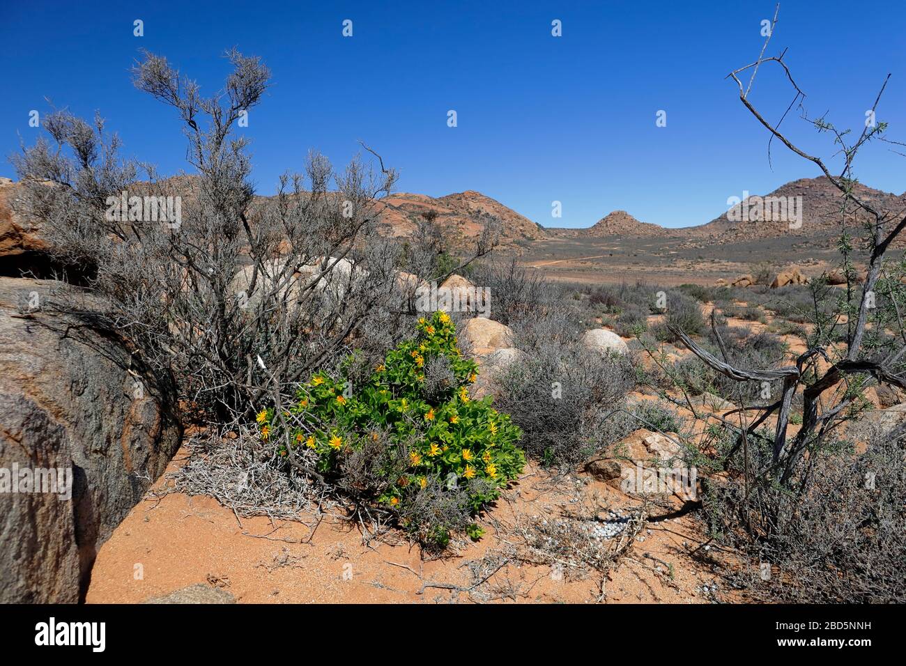 Im Goegap Nature Reserve, Springbok, Northern Cape, Südafrika Stockfoto