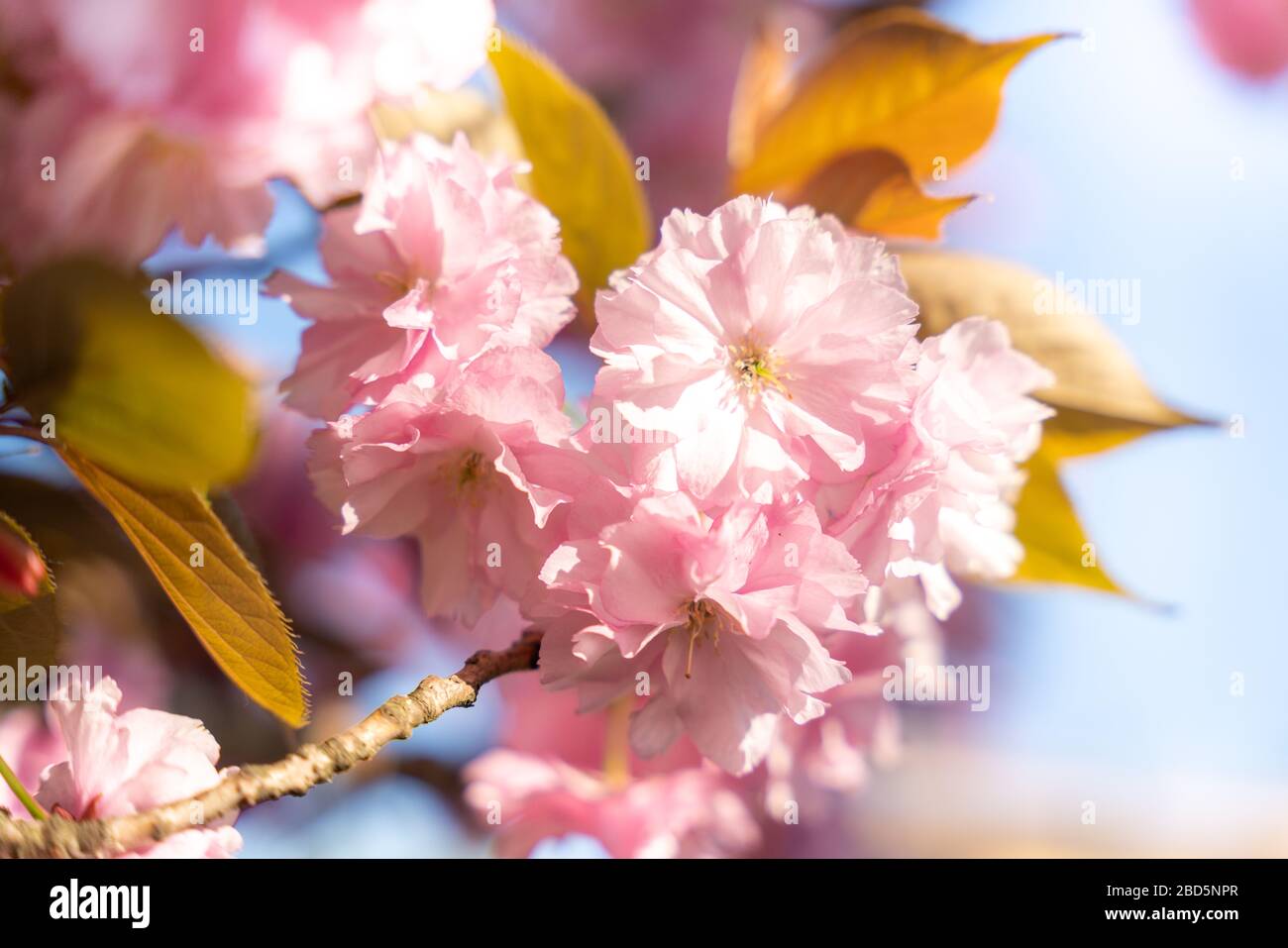 Kirschblüte in voller Blüte, Sakura. Blumen im Detail Stockfoto