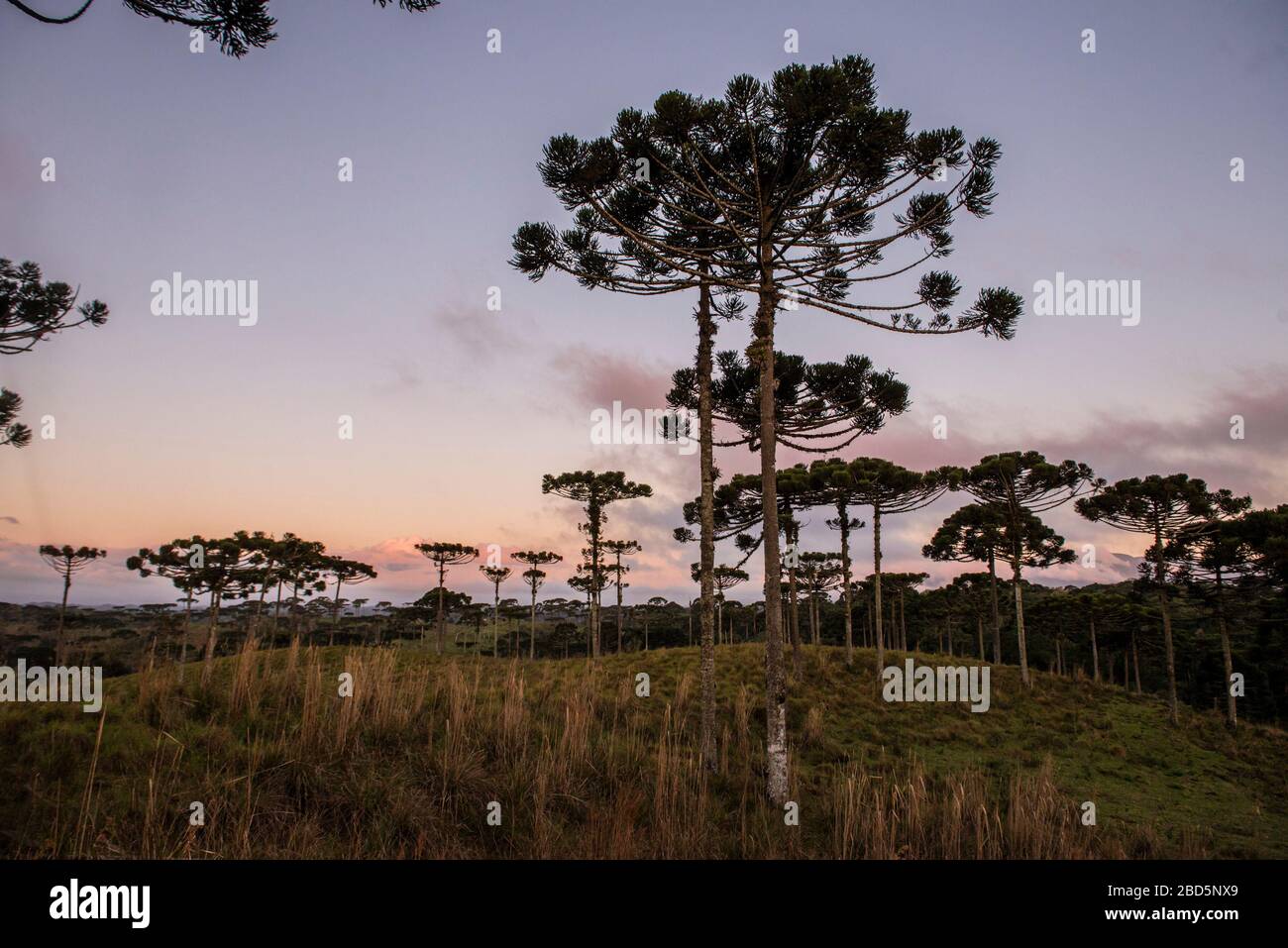 ARAUCARIA, ARVORE SIMBOLO DO PARANÁ Stockfoto