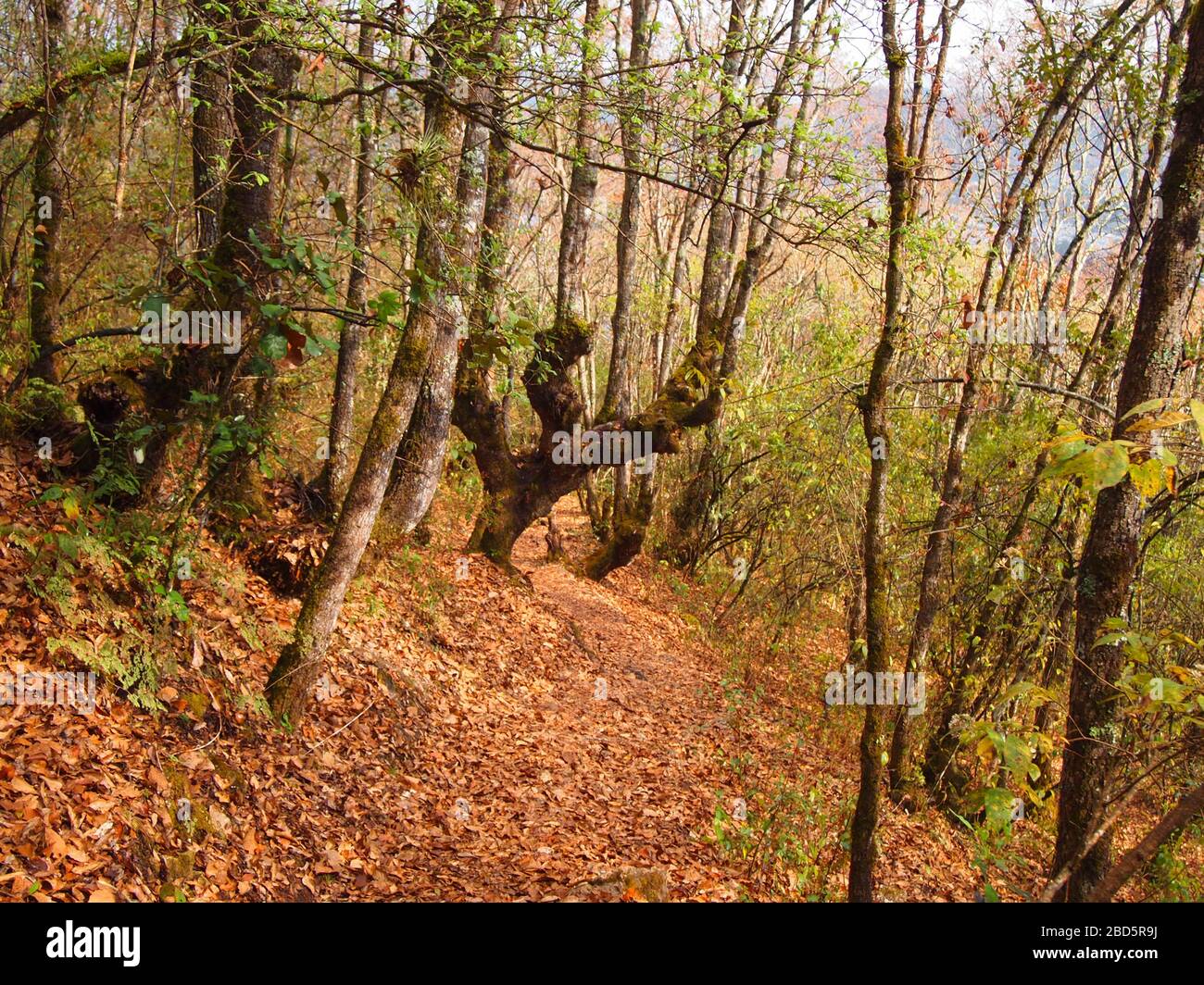Montaner Nebelwald in den Highlands von Chiapas im Süden Mexikos Stockfoto