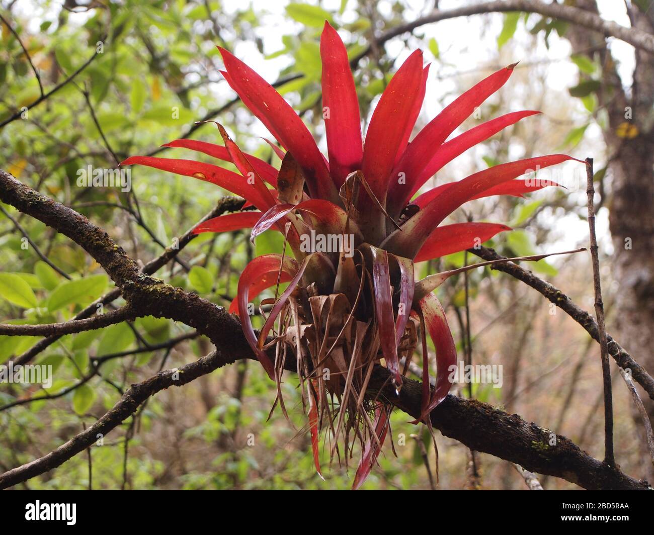 Epiphytische Bromelien des Bergnebelwaldes im Hochland von Chiapas, im Süden Mexikos Stockfoto