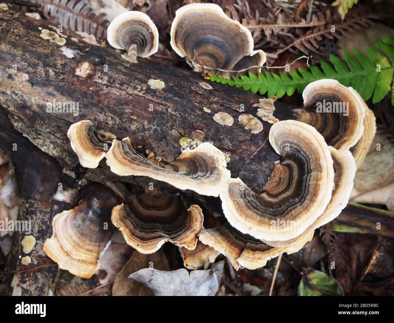 Montaner Nebelwald in den Highlands von Chiapas im Süden Mexikos Stockfoto