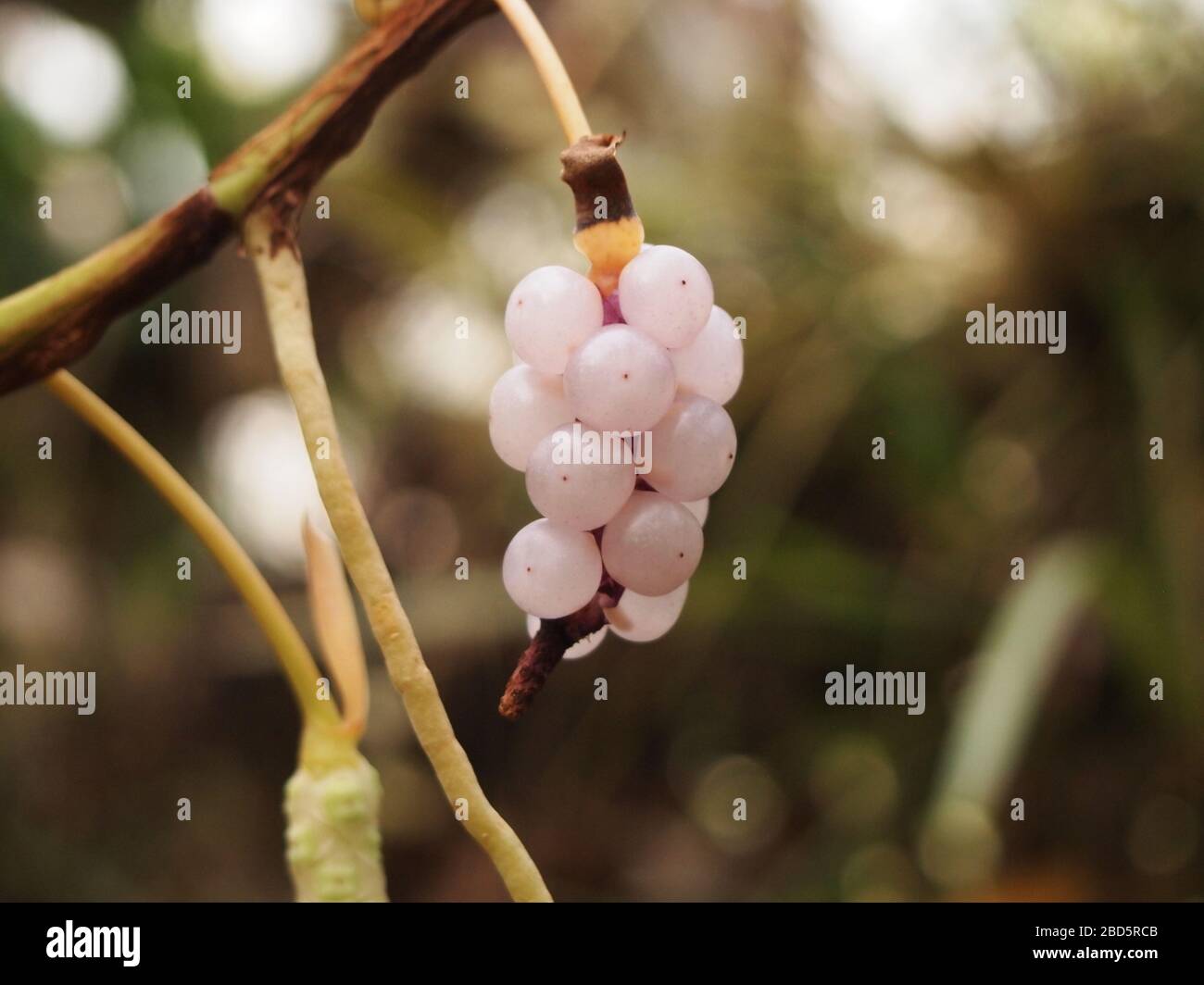 Montaner Nebelwald in den Highlands von Chiapas im Süden Mexikos Stockfoto