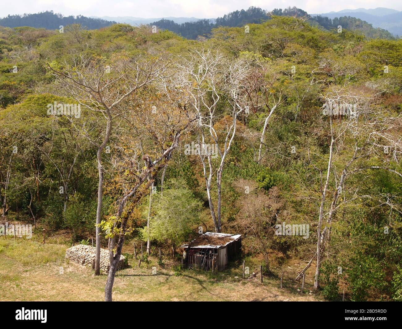 Montaner Nebelwald in den Highlands von Chiapas im Süden Mexikos Stockfoto