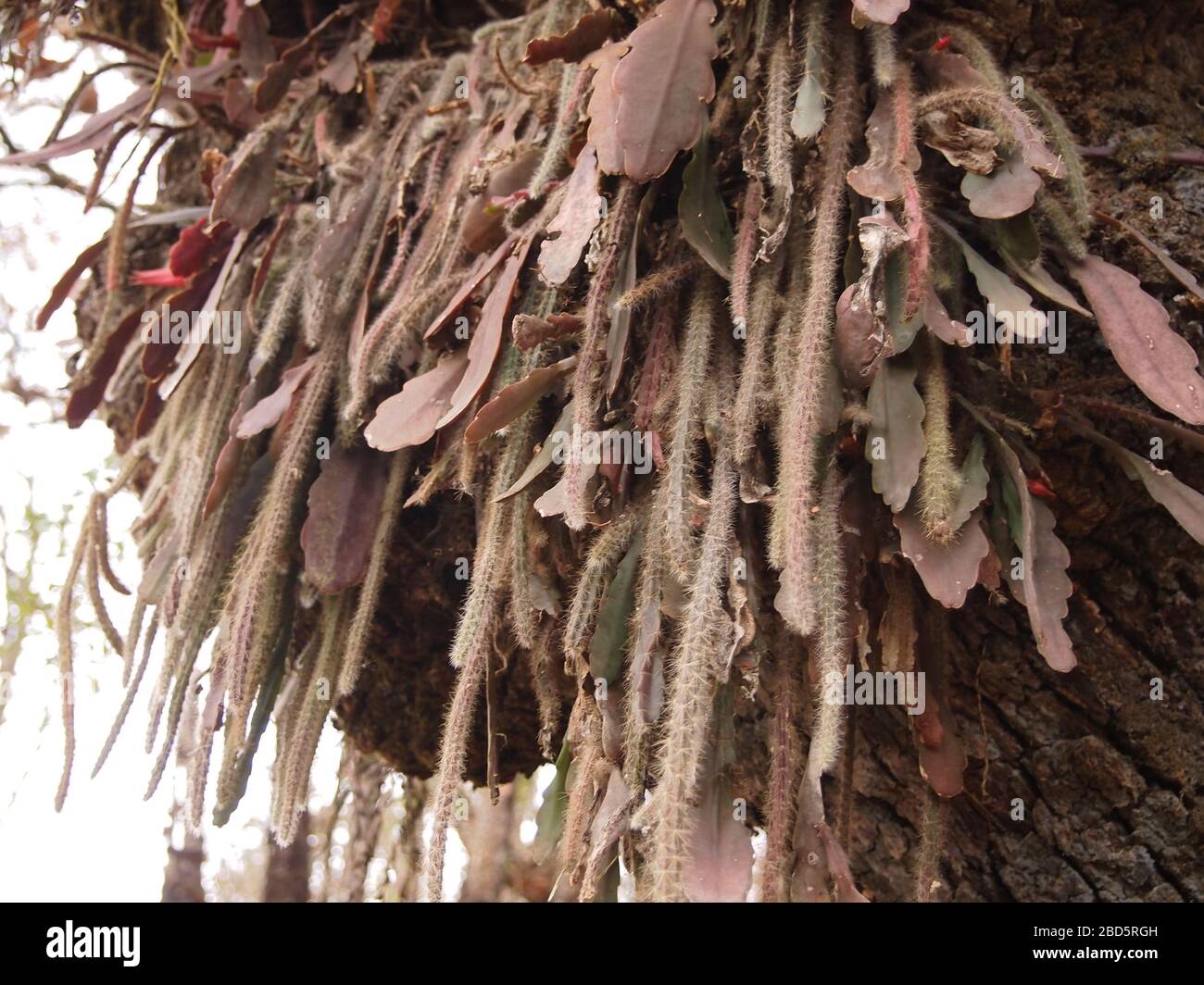 Montaner Nebelwald in den Highlands von Chiapas im Süden Mexikos Stockfoto
