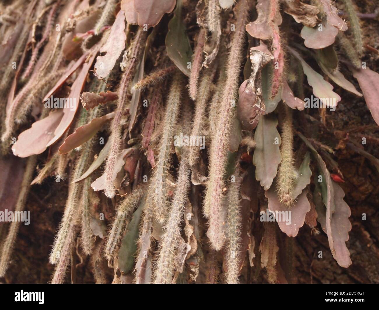 Montaner Nebelwald in den Highlands von Chiapas im Süden Mexikos Stockfoto