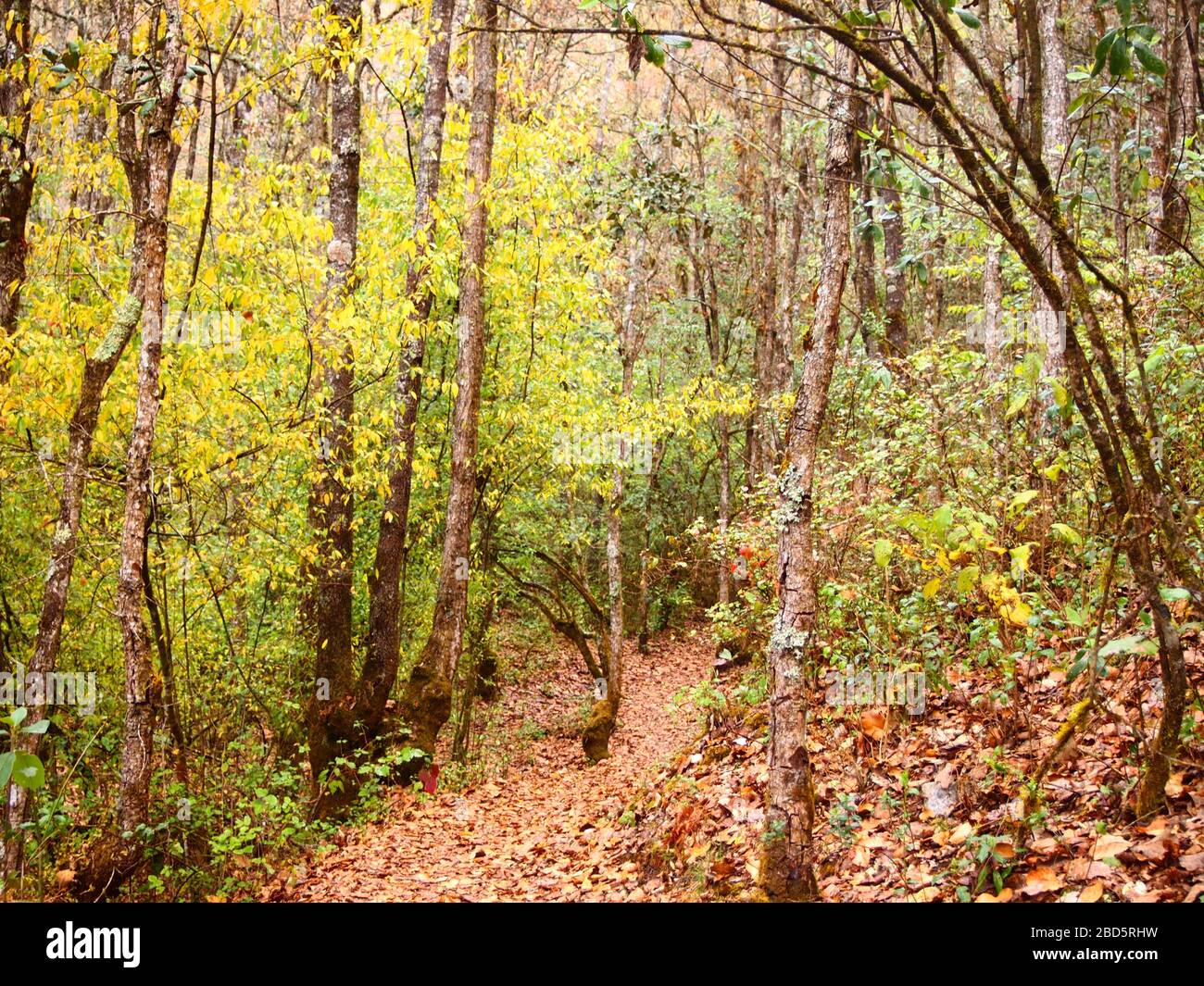 Montaner Nebelwald in den Highlands von Chiapas im Süden Mexikos Stockfoto