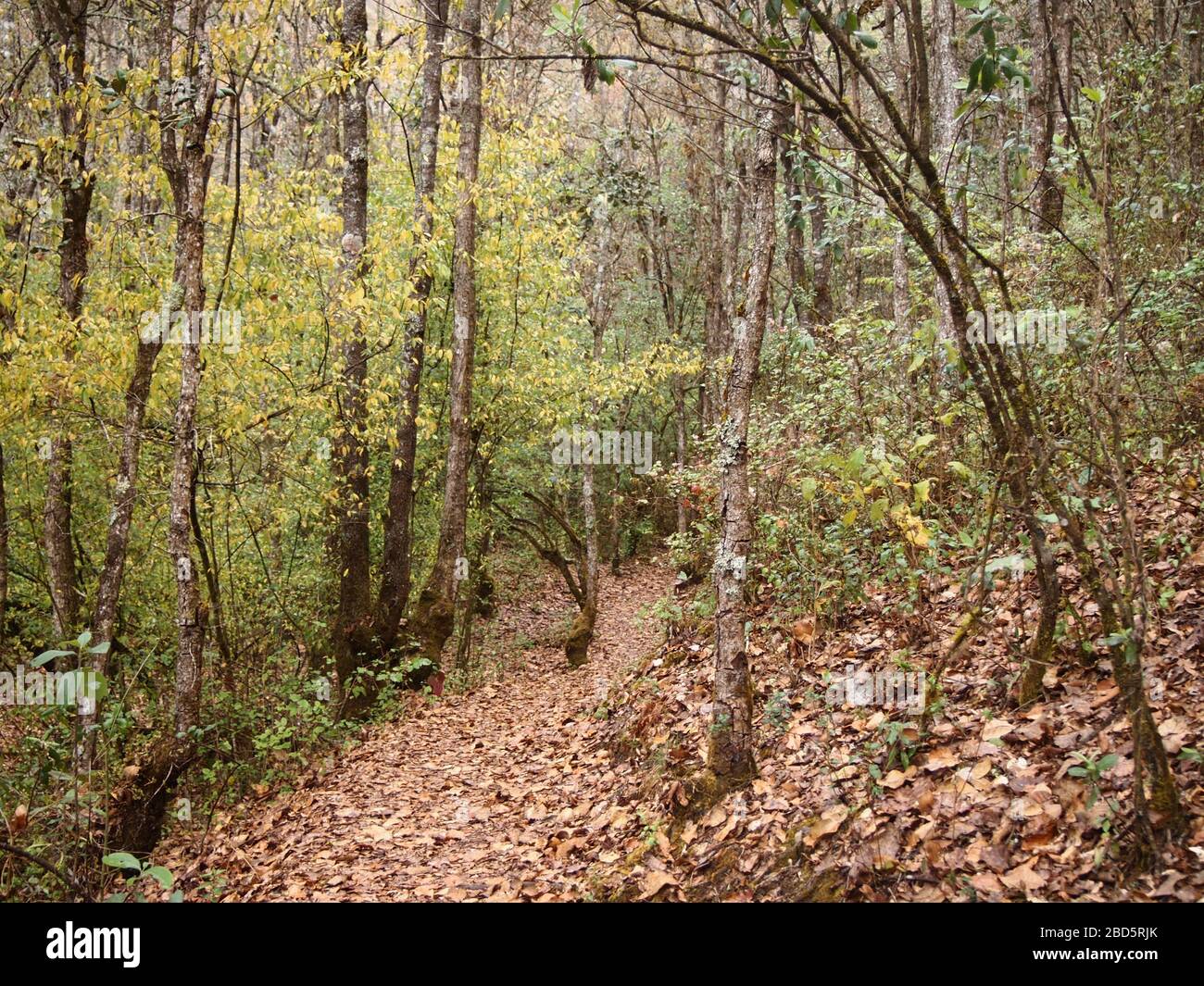 Montaner Nebelwald in den Highlands von Chiapas im Süden Mexikos Stockfoto
