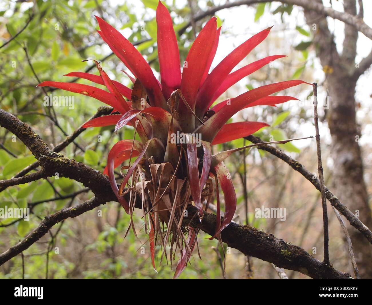 Epiphytische Bromelien des Bergnebelwaldes im Hochland von Chiapas, im Süden Mexikos Stockfoto