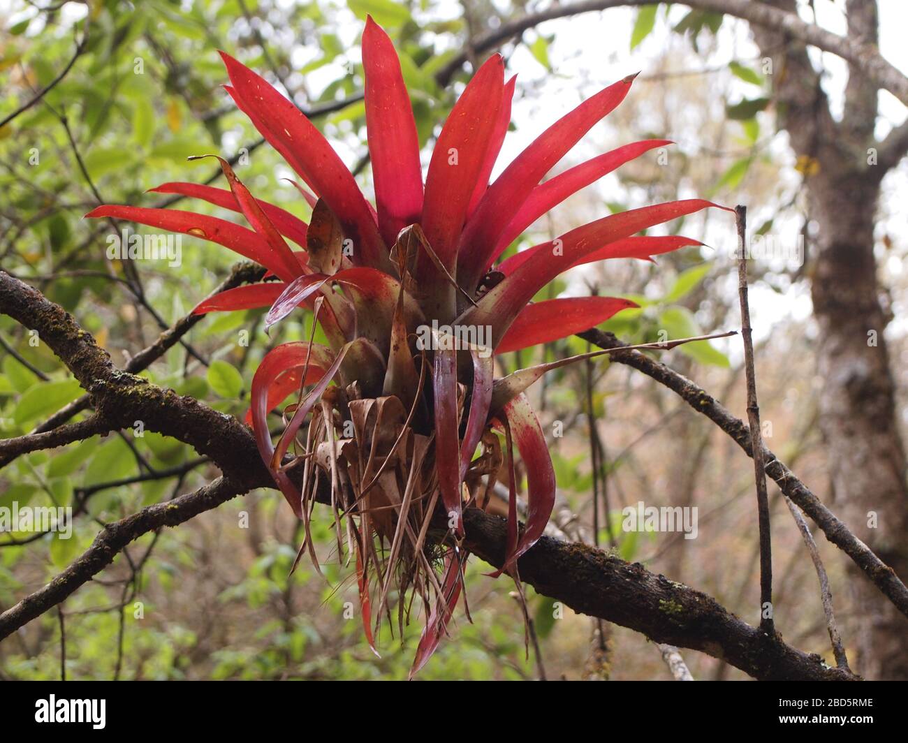 Epiphytische Bromelien des Bergnebelwaldes im Hochland von Chiapas, im Süden Mexikos Stockfoto