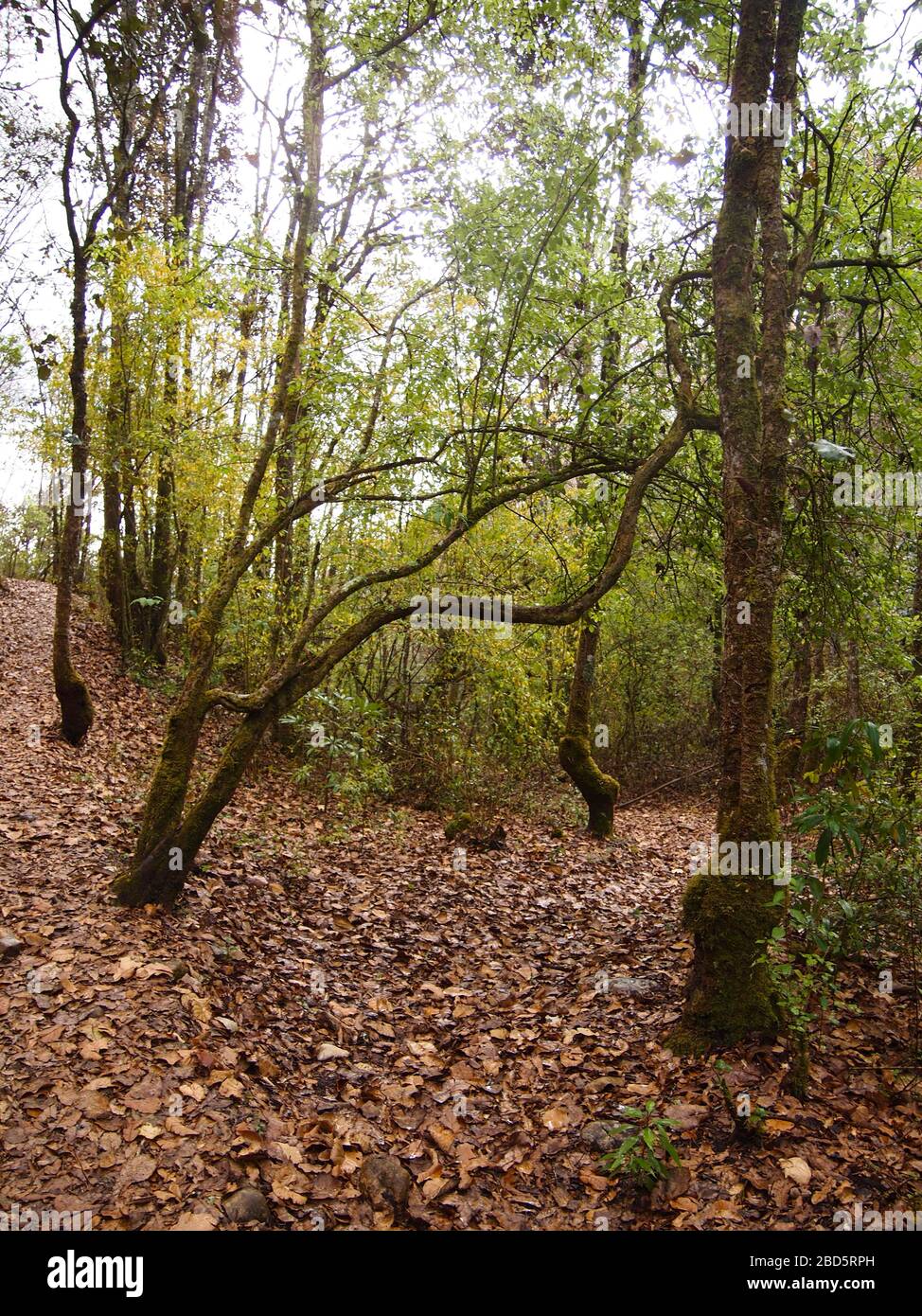 Montaner Nebelwald in den Highlands von Chiapas im Süden Mexikos Stockfoto