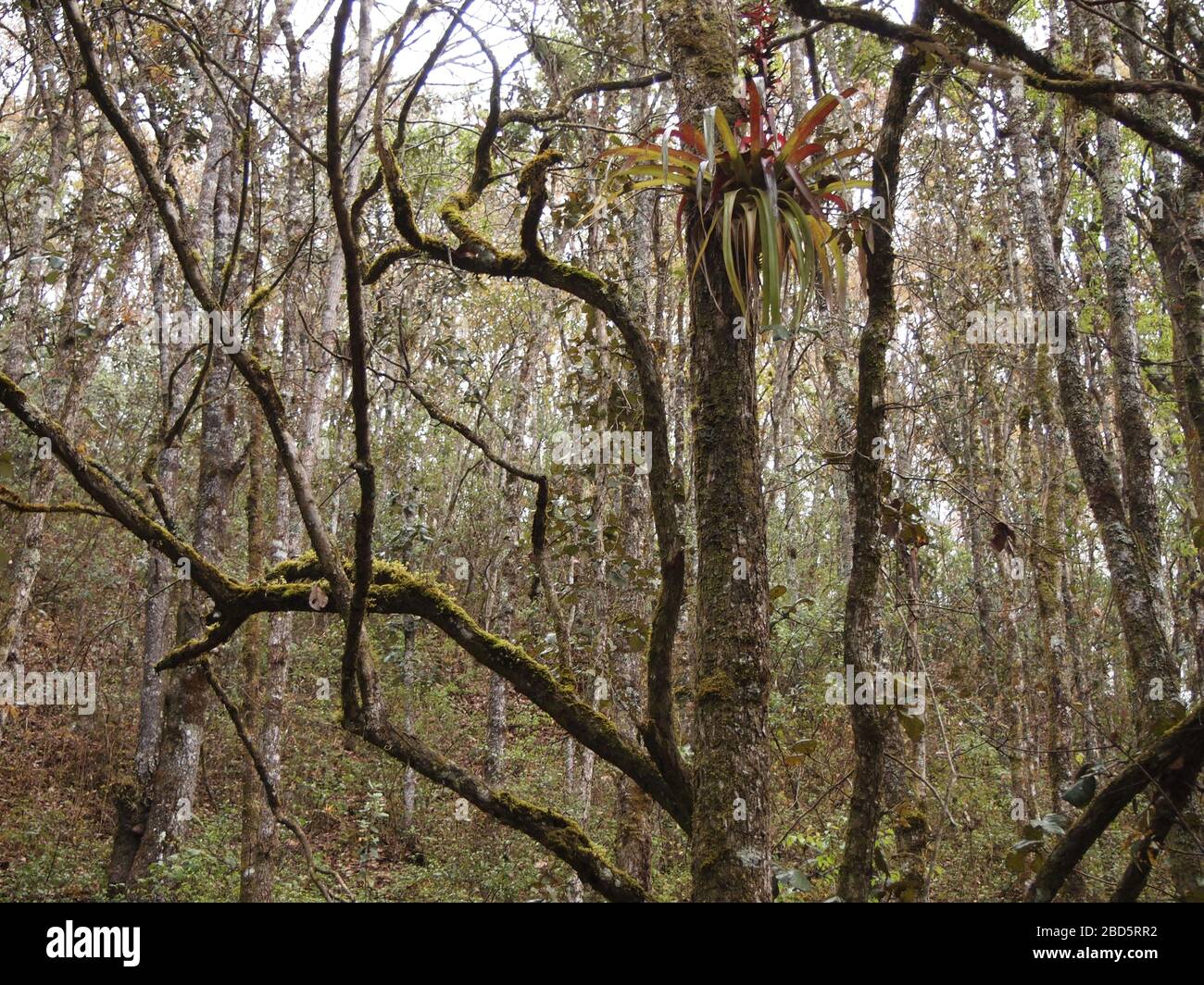 Montaner Nebelwald in den Highlands von Chiapas im Süden Mexikos Stockfoto