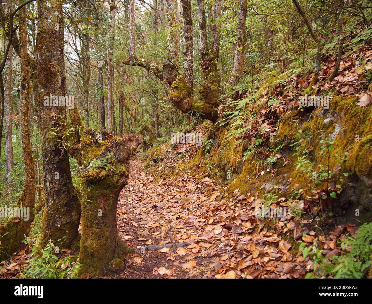 Montaner Nebelwald in den Highlands von Chiapas im Süden Mexikos Stockfoto