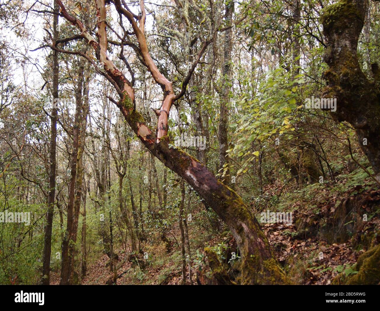 Montaner Nebelwald in den Highlands von Chiapas im Süden Mexikos Stockfoto