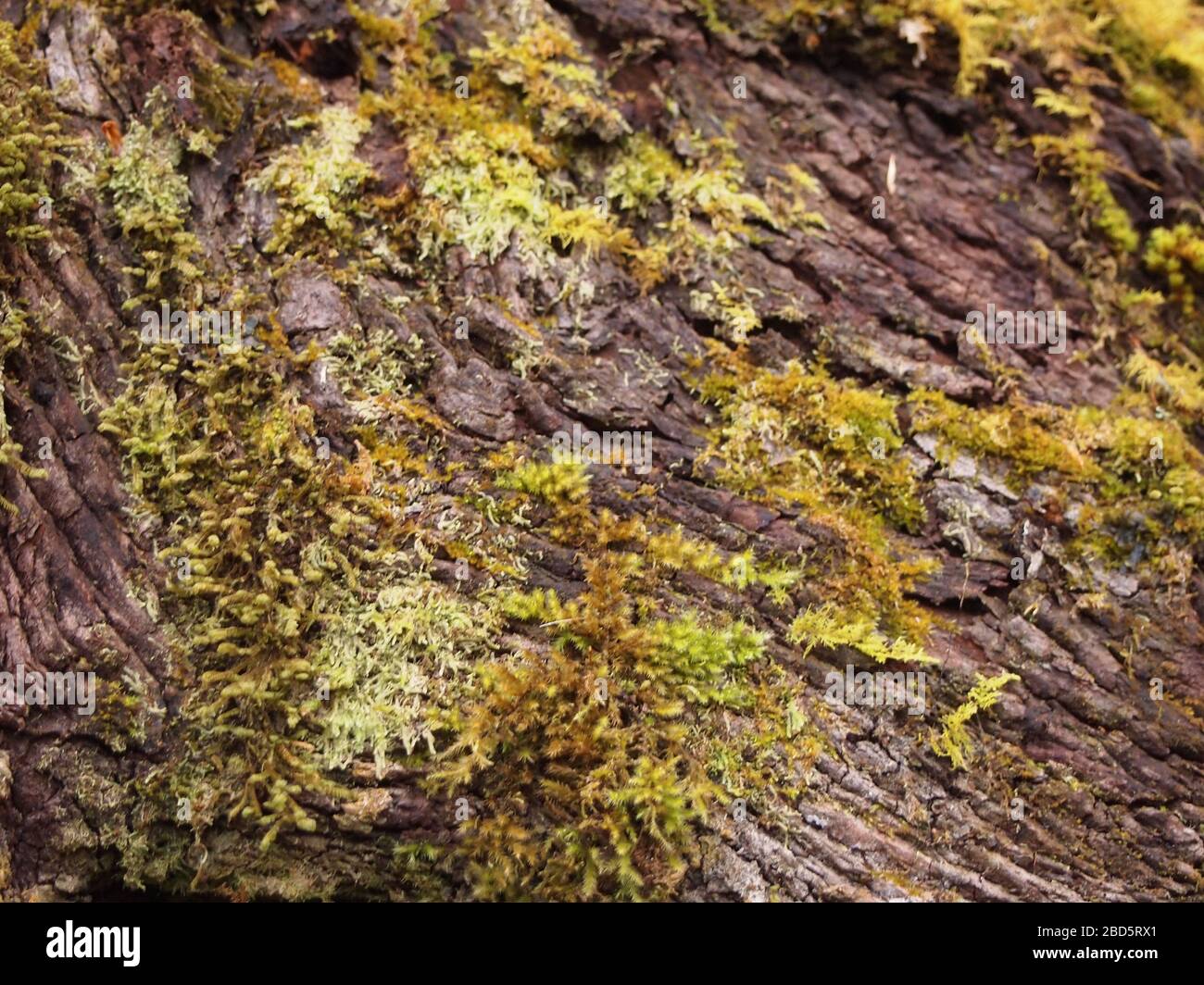 Montaner Nebelwald in den Highlands von Chiapas im Süden Mexikos Stockfoto