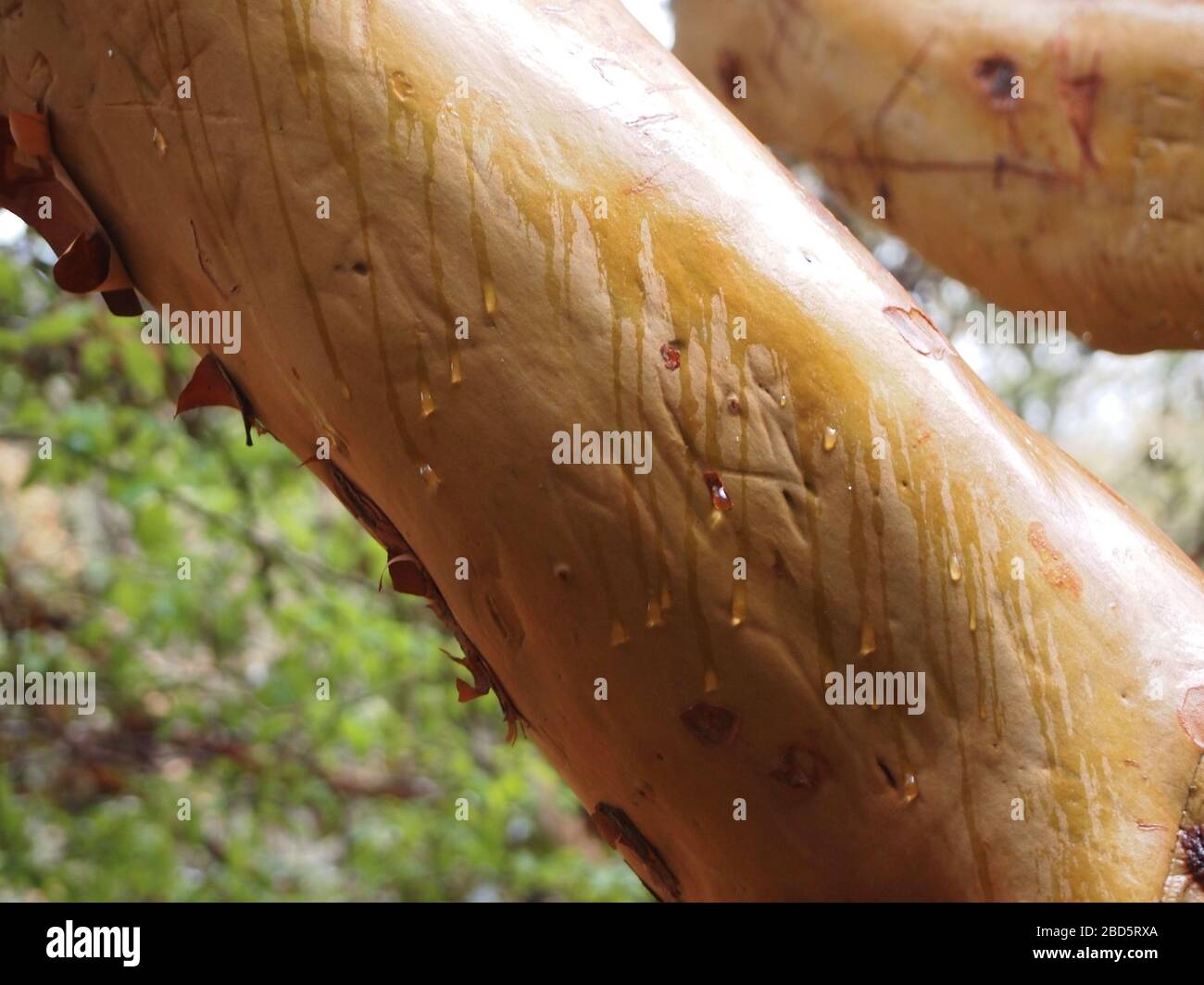 Montaner Nebelwald in den Highlands von Chiapas im Süden Mexikos Stockfoto
