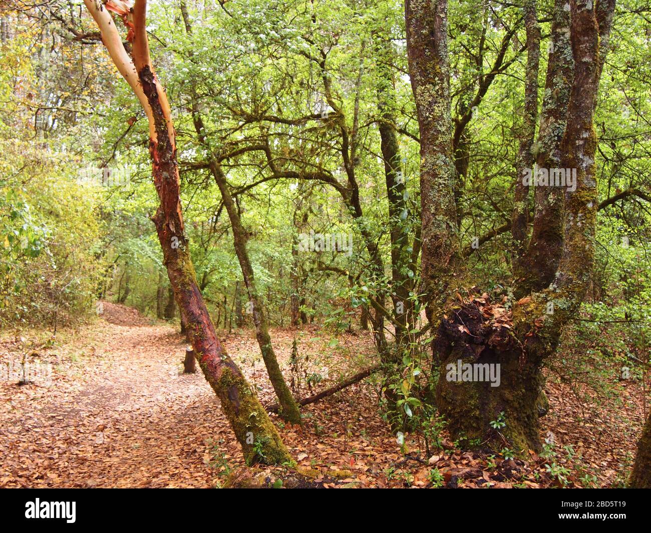 Montaner Nebelwald in den Highlands von Chiapas im Süden Mexikos Stockfoto